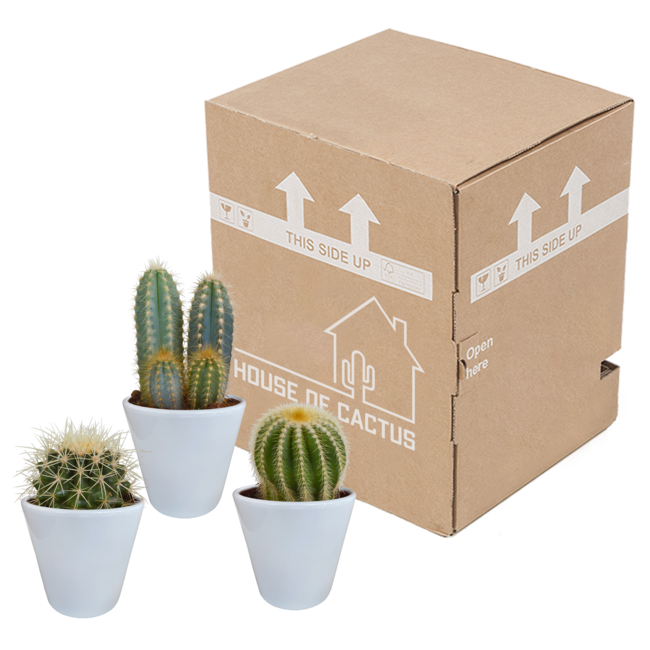 Cactus mix 8.5 cm - 3x - in witte pot
