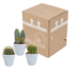 Cactus mix 8.5 cm - 3x - in witte pot