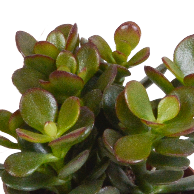 Crassula mix 8.5 cm - 3x - in Mexicaanse pot