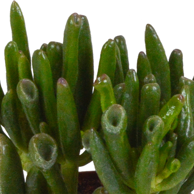 Crassula mix 8.5 cm - 3x - in Mexicaanse pot