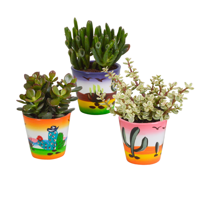 Crassula mix 8.5 cm - 3x - in Mexicaanse pot