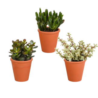 Crassula mix 8.5 cm - 3x - in terracotta pot