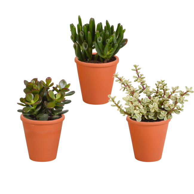 Crassula mix 8.5 cm - 3x - in terracotta pot