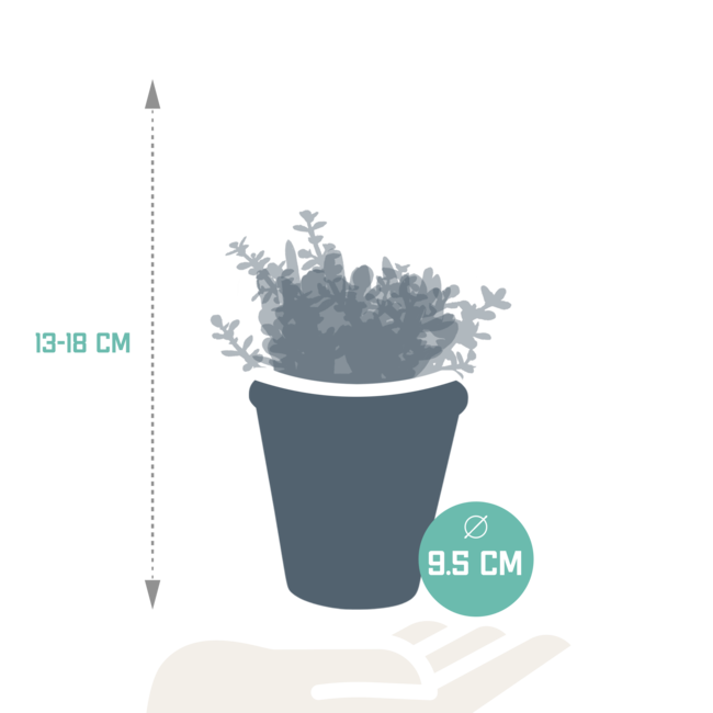 Crassula mix 8.5 cm - 3x - in terracotta pot