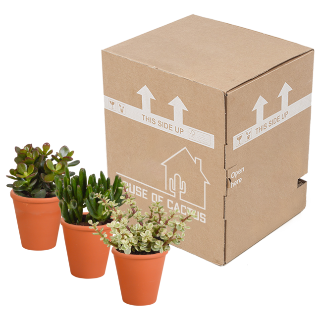 Crassula mix 8.5 cm - 3x - in terracotta pot