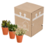 Crassula mix 8.5 cm - 3x - in terracotta pot