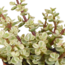 Crassula mix 8.5 cm - 3x - in terracotta pot
