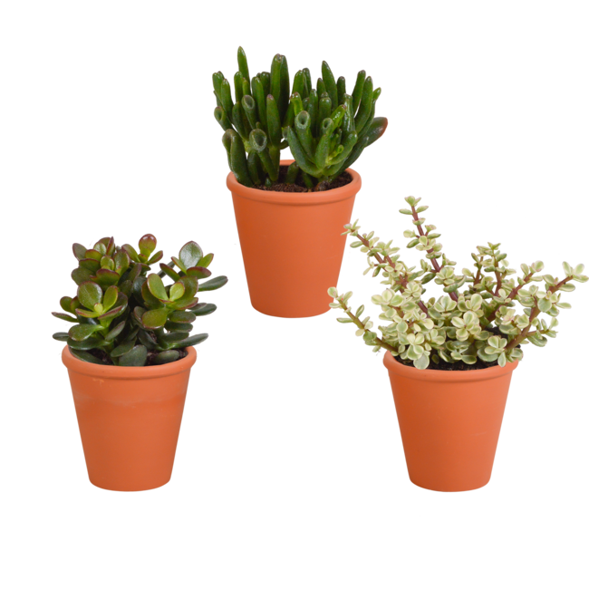 Crassula mix 8.5 cm - 3x - in terracotta pot