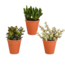 Crassula mix 8.5 cm - 3x - in terracotta pot