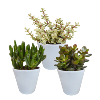 Crassula mix 8.5 cm - 3x - in witte pot