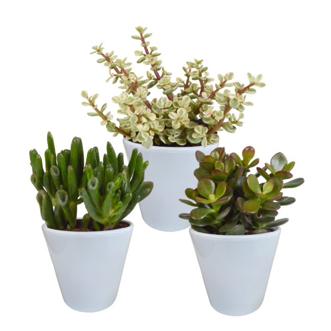 Crassula mix 8.5 cm - 3x - in witte pot