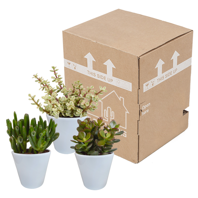 Crassula mix 8.5 cm - 3x - in witte pot