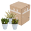 Crassula mix 8.5 cm - 3x - in witte pot
