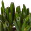 Crassula mix 8.5 cm - 3x - in witte pot