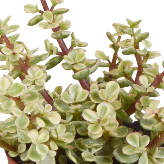Crassula mix 8.5 cm - 3x - in witte pot