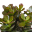 Crassula mix 8.5 cm - 3x - in witte pot