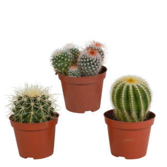Bolcactus mix 8,5 cm | 3 stuks - zonder pot