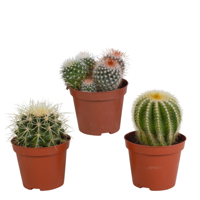 Bolcactus mix 8,5 cm | 3 stuks - zonder pot