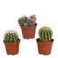 Bolcactus mix 8,5 cm | 3 stuks - zonder pot