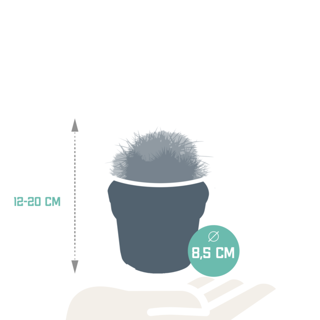 Bolcactus mix 8,5 cm | 3 stuks - zonder pot
