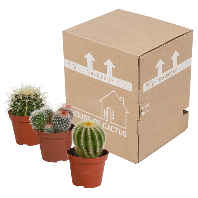 Bolcactus mix 8,5 cm | 3 stuks - zonder pot