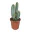 Pilosocereus azureus