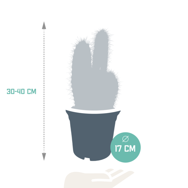 Pilosocereus azureus