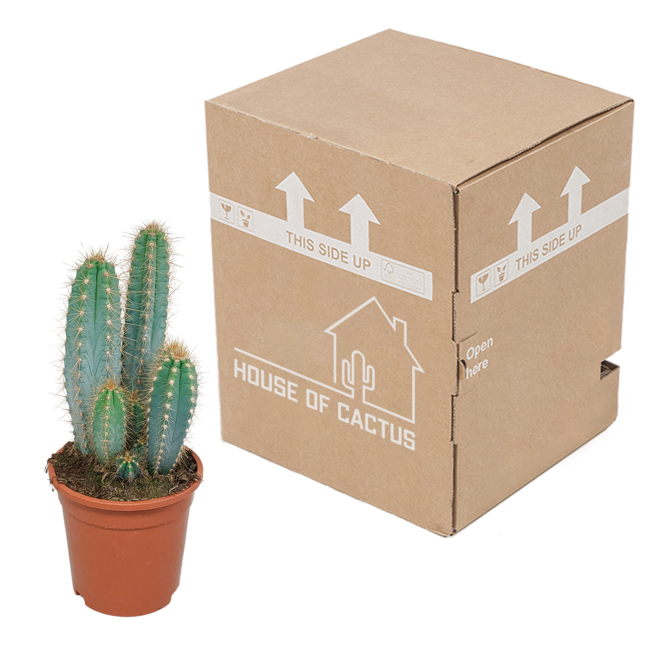 Pilosocereus azureus