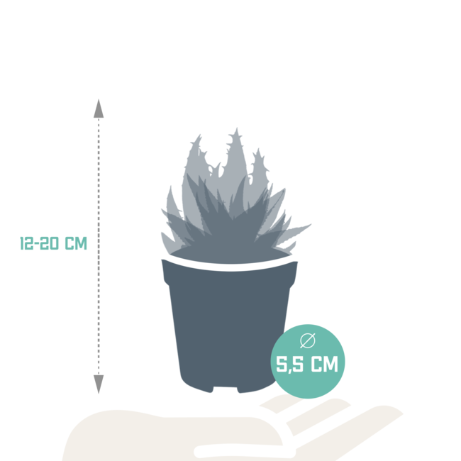 Gasteria/Haworthia mix 5,5cm - zonder pot - 5x