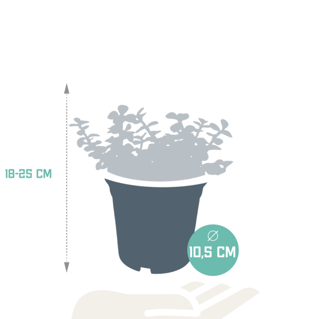 portulacaria afra - zonder pot