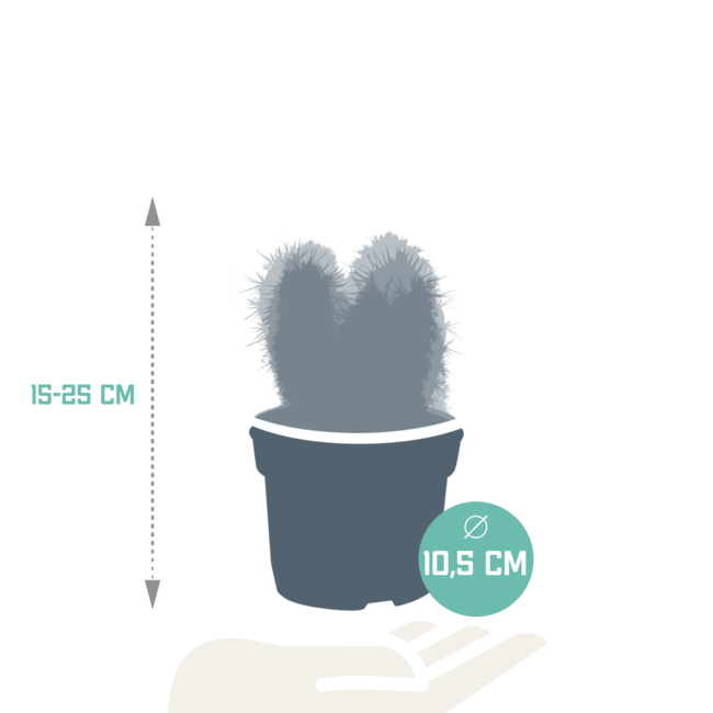 Cereus mix 10,5cm - 3x - zonder pot