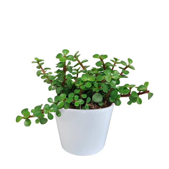 Portulacaria afra - in witte pot
