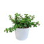 Portulacaria afra - in witte pot