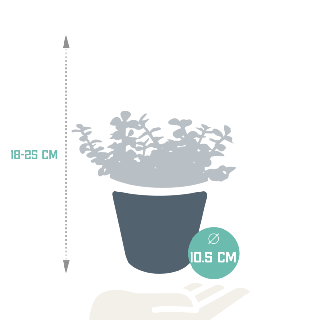 Portulacaria afra - in witte pot