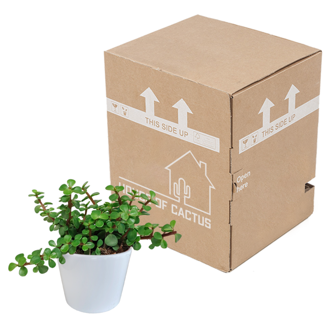 Portulacaria afra - in witte pot