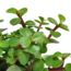 Portulacaria afra - in witte pot