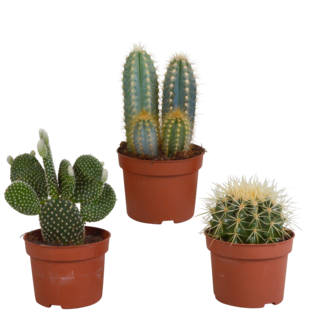 Cactus mix 10.5 cm - 3x - zonder pot