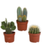 Cactus mix 10.5 cm - 3x - zonder pot
