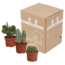 Cactus mix 10.5 cm - 3x - zonder pot