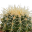Cactus mix 10.5 cm - 3x - zonder pot