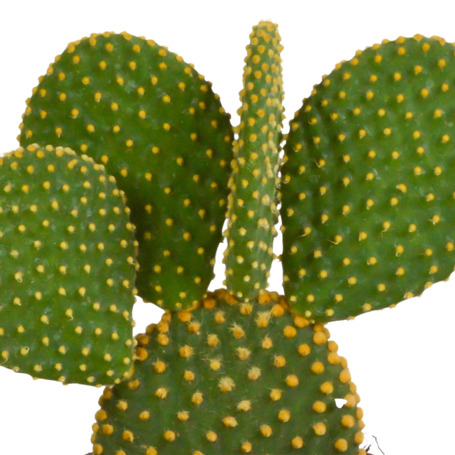 Cactus mix 10.5 cm - 3x - zonder pot