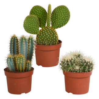 Cactus mix 10.5 cm - 3x - 12cm zonder pot