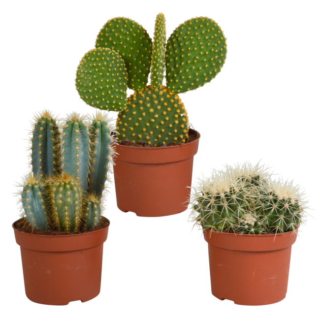 Cactus mix 10.5 cm - 3x - 12cm zonder pot