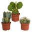 Cactus mix 10.5 cm - 3x - 12cm zonder pot
