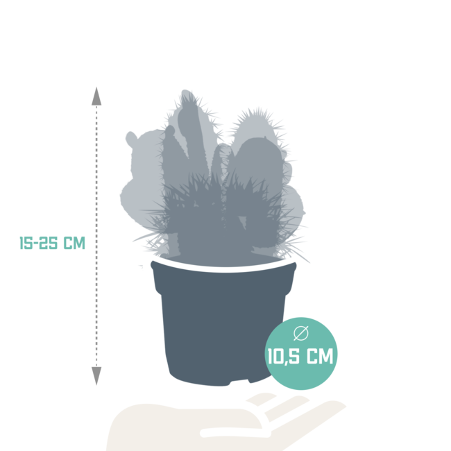 Cactus mix 10.5 cm - 3x - 12cm zonder pot