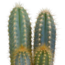 Cactus mix 10.5 cm - 3x - 12cm zonder pot