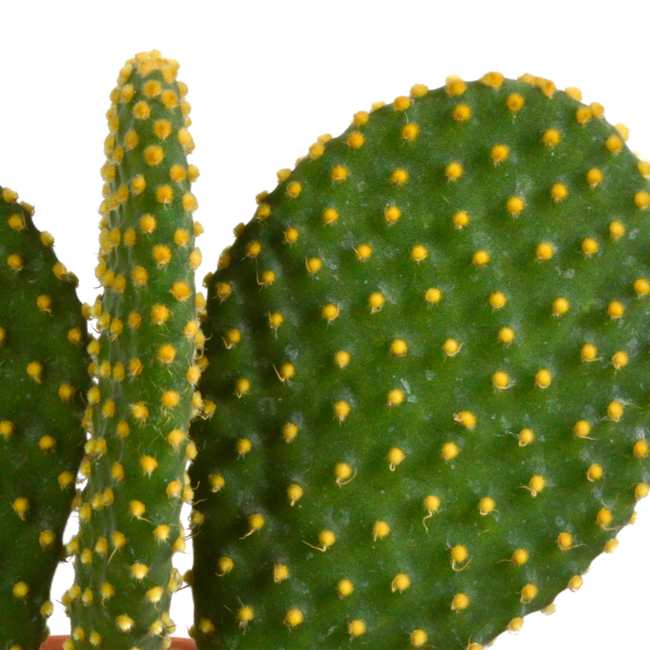 Cactus mix 10.5 cm - 3x - 12cm zonder pot
