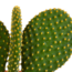 Cactus mix 10.5 cm - 3x - 12cm zonder pot