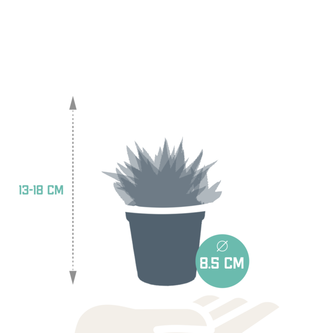 Gasteria/Haworthia mix 8,5cm - 3x - zonder pot