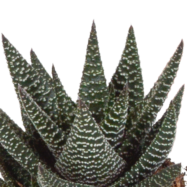 Gasteria/Haworthia mix 8,5cm - 3x - zonder pot